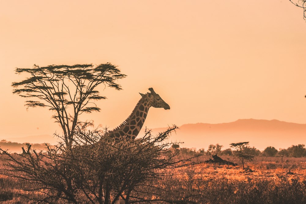Safari en Kenia